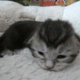 Mačiatka maine coon, vrh