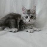 Mačiatka maine coon, vrh