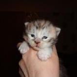 Mačiatka maine coon, vrh