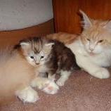 Mačiatka maine coon, vrh