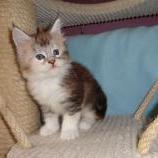 Mačiatka maine coon, vrh