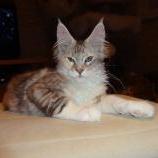 Mačiatka maine coon, vrh