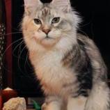 Mačiatka maine coon, vrh
