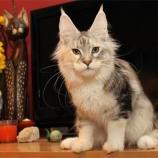Mačiatka maine coon, vrh