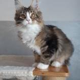 Maine coon kittens