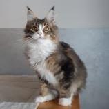Maine coon kittens