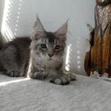 Maine coon kittens