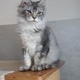 Maine coon kittens