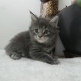 Maine coon kittens