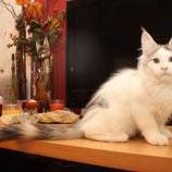 Mačiatka maine coon, vrh