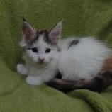 Mačiatka maine coon, vrh