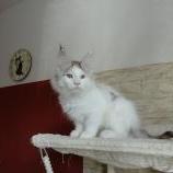 Mačiatka maine coon, vrh