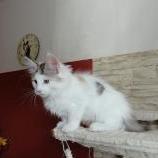 Mačiatka maine coon, vrh