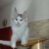 Mačiatka maine coon, vrh