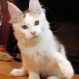 Mačiatka maine coon, vrh