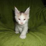 Mačiatka maine coon, vrh