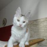 Mačiatka maine coon, vrh
