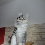 Mačiatka maine coon, vrh