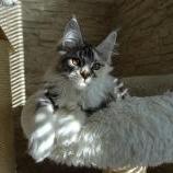 Mačiatka maine coon, vrh