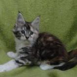 Mačiatka maine coon, vrh