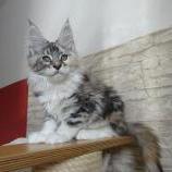 Mačiatka maine coon, vrh