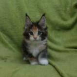 Mačiatka maine coon, vrh