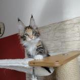 Mačiatka maine coon, vrh