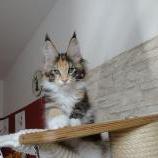 Mačiatka maine coon, vrh
