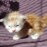 Mačiatka maine coon, vrh