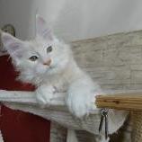 Mačiatka maine coon, vrh