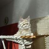 Mačiatka maine coon, vrh