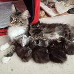 Mačiatka maine coon, vrh