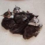 Mačiatka maine coon, vrh