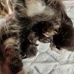 Mačiatka maine coon, vrh