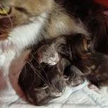 Mačiatka maine coon, vrh