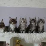 Mačiatka maine coon, vrh