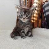 Mačiatka maine coon, vrh
