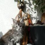 Mačiatka maine coon, vrh