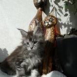 Mačiatka maine coon, vrh