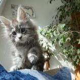 Mačiatka maine coon, vrh