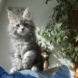 Mačiatka maine coon, vrh