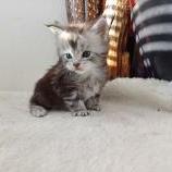 Mačiatka maine coon, vrh