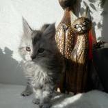 Mačiatka maine coon, vrh