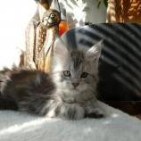 Mačiatka maine coon, vrh