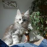 Mačiatka maine coon, vrh