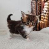Mačiatka maine coon, vrh