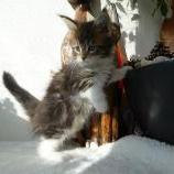 Mačiatka maine coon, vrh