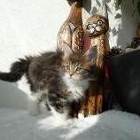 Mačiatka maine coon, vrh