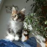 Mačiatka maine coon, vrh