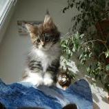 Mačiatka maine coon, vrh